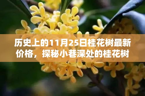 历史上的11月25日桂花树行情深度解析，香气四溢的价格秘密与最新行情揭秘