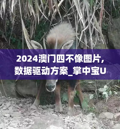 2024澳门四不像图片,数据驱动方案_掌中宝UZF7.91