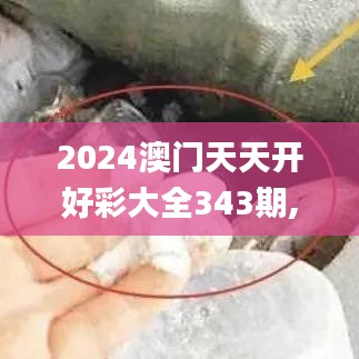 2024澳门天天开好彩大全343期,全面解析与深度体验_复刻版6.229