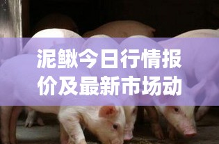 泥鳅今日行情报价及最新市场动态分析