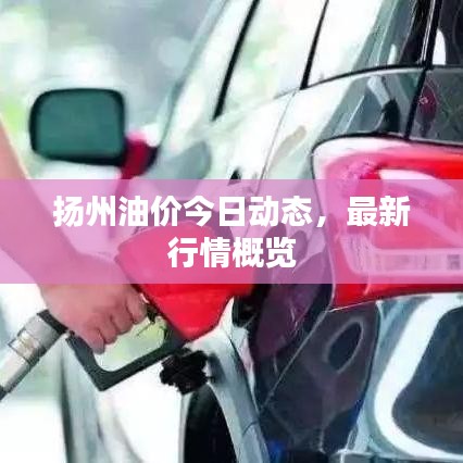 飞蛾扑火
